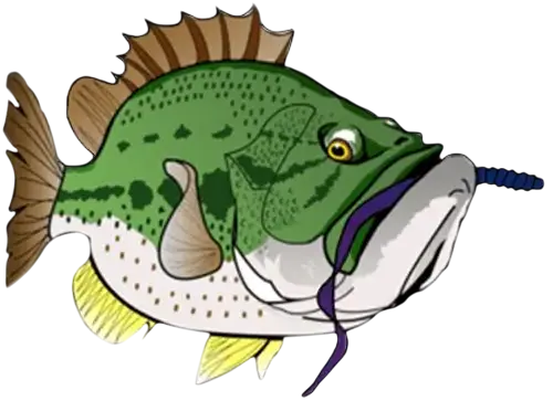 Bass